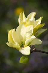Store enrouleur occultant sans perçage Magnolia Belle fleur de magnolia jaune en pleine floraison