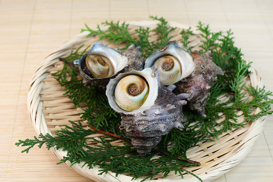 サザエ