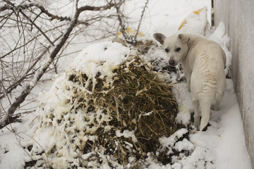 The mimicry of animals in winter. The white dog in the snow. The habits of the predator when...