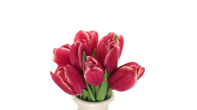Time-lapse of opening red tulip bouquet 1x1 isolated on white background
