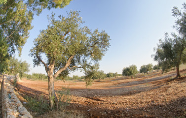 Fototapeta na wymiar Olive trees in Apulia countryside, Italy