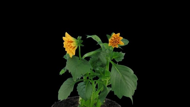 Time-lapse of opening orange dahlia flower 1c1 in PNG+ format with ALPHA transparency channel, isolated on black background
