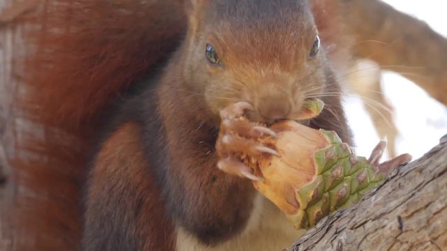 Red squirrel eating a pinecone