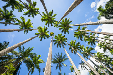 Avenue of tall royal palm trees soar into bright blue tropical sky in Rio de Janeiro, Brazil