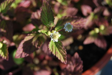 Aztekisches Süßkraut (Lippia dulcis) im Topf