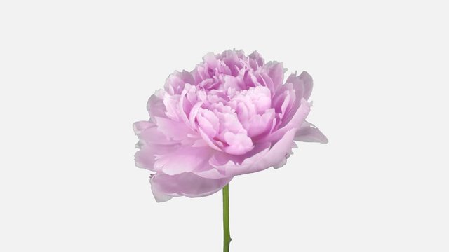 Time-lapse of opening pink Peony flower 2a1w in PNG+ format with ALPHA transparency channel isolated on white background

