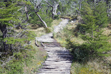 Obraz premium Trail to Cerro Torre at the Los Glaciares National Park, Argentina