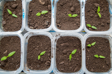 seedlings in plastic boxes