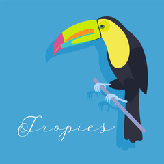 Toucan wild bird vector illustration or banner