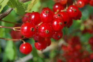 Reife rote Johannisbeeren (Ribes)