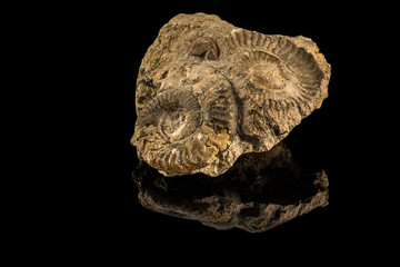 Petrified snails on a black reflecting ground
