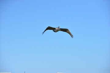 A Pelican flying at Dauphin Island in America
