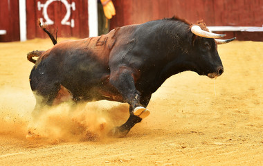 bull