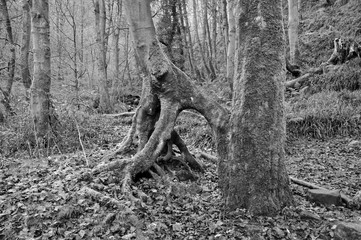 twisted tree trunks in winter grey misty woodland with exposed roots and moss covered bark in monochrome