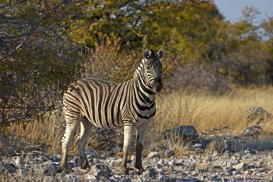 Steppenzebra (Equus quagga) im Etosha Nationalpark (Namibia)