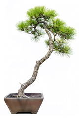 Pine Bonsai Isolated on White Background