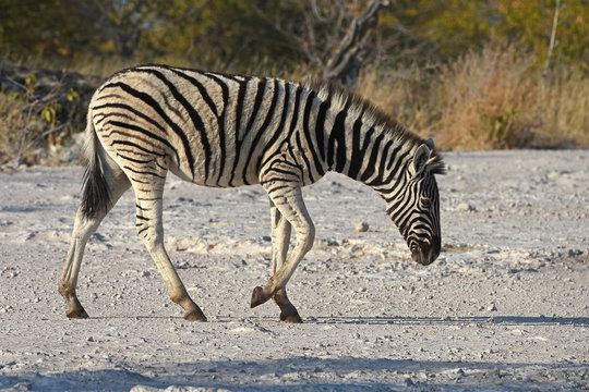 Steppenzebra (Equus quagga) im Etosha Nationalpark (Namibia)