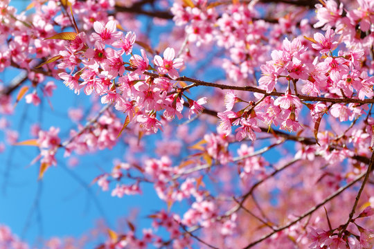 Pink sakura flower with blue sky in spring.   Beautiful cherry blossom.