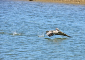 A Pelican about to take off.
