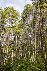 Fototapeta premium Forest in Coast Trail, Park Narodowy Ziemi Ognistej