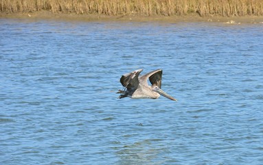 A Pelican flying at Dauphin Island in America