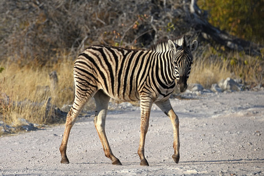 Steppenzebra (Equus quagga) im Etosha Nationalpark (Namibia)
