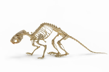Rodents. Skeleton of rat (mouse).
