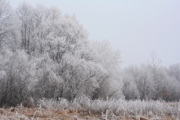 Beautiful forest with hoarfrost in cold morning weather.