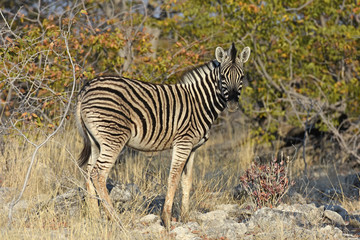 Steppenzebra (Equus quagga) im Etosha Nationalpark (Namibia)