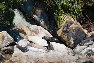 New Zealand Abel Tasman National park fur seal animal on rocks - 189182286