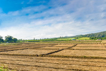 Landscape view of a freshly growing agriculture vegetable