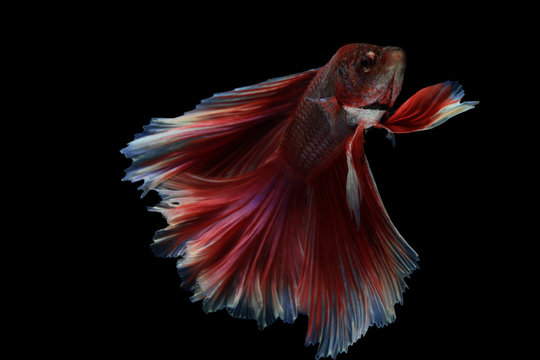 recommend clip art:  Betta fish, siamese fighting fish betta splendens (Halfmoon fancy white Red betta ),isolated on black background.