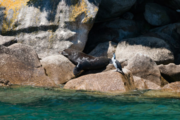 New Zealand Abel Tasman National park fur seal animal on rocks - 189182434