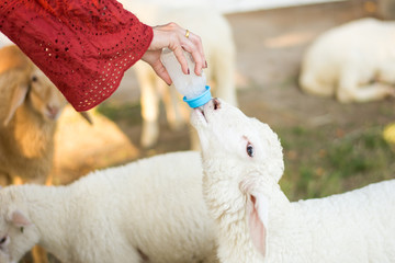 sheep sucking milk