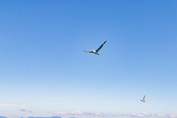 New Zealand Abel Tasman National park bird flying - 189182658