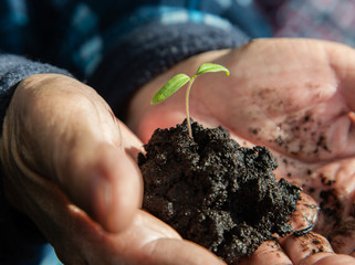 Hands of a man holding a young arrow with a handful of earth
