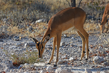 Schwarznasen-Impala (Aepyceros melampus petersi) im Etosha Nationalpark (Namibia)