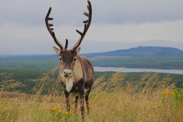 Scottish Stag in Cairngorms