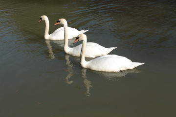 three swans are swimming on a lake