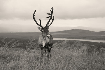 Reindeer in Scottish Cairngorms