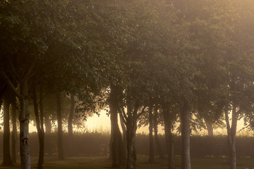 Morning fog and Beech trees