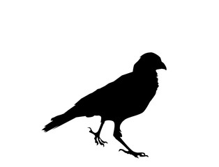 Raven bird black silhouette on white background, vector, eps 10