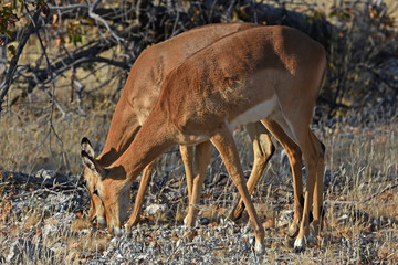 Schwarznasen-Impala (Aepyceros melampus petersi) im Etosha Nationalpark (Namibia)