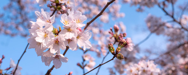 Cherry blossoms against blue sky with copyspace
