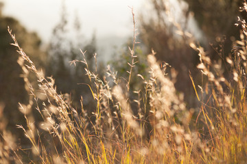 Fototapeta premium nature and tree in spain bercelona