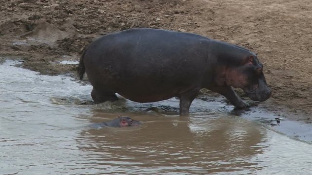 A mother hippo leads her baby out of water into dry land.