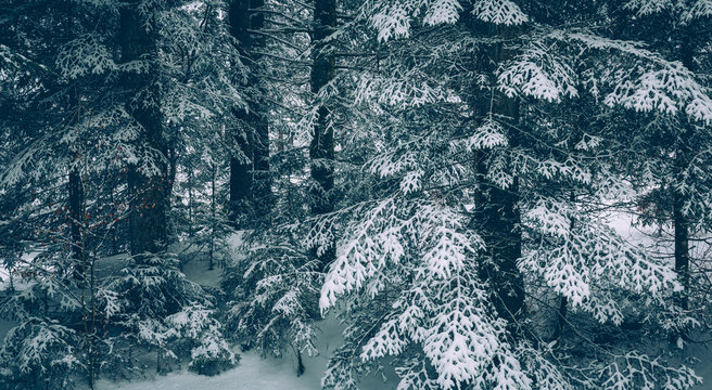 sottobosco invernale
