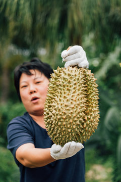 Asian Farmer Holding Durian Is A King Of Fruit