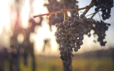 Blue Cabernet Franc bunch of grapes. Vine grapes for making ice wine. Detailed view of a frozen grape vines in a vineyard, Hungary