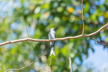 Bird (Ashy Drongo) on tree in nature wild